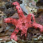 Tintenfischpilz (Clathrus archeri)