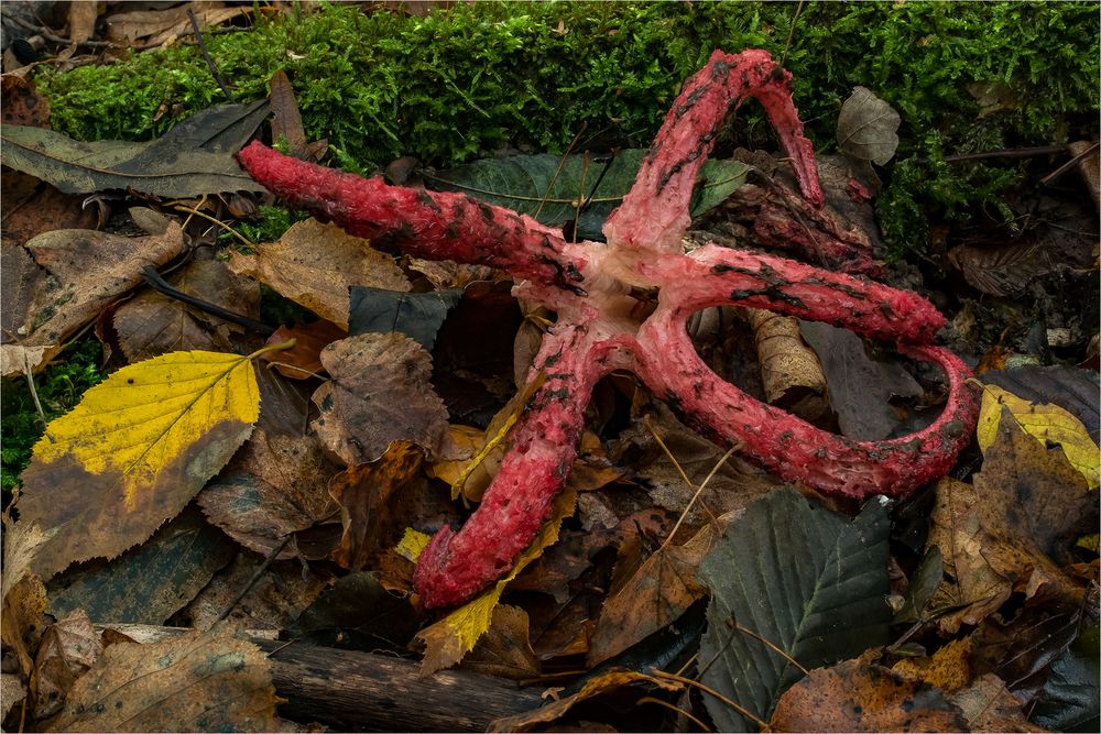 Tintenfischpilz (Clathrus archeri)