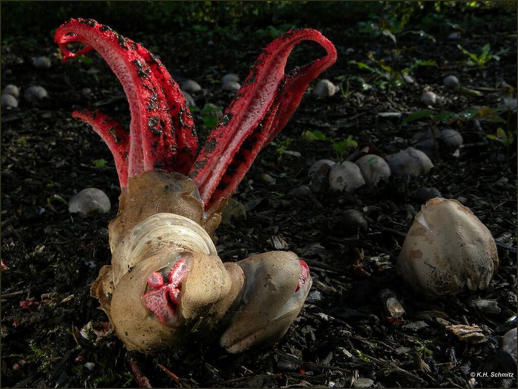 Tintenfischpilz (Clathrus archeri)