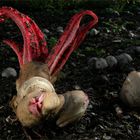 Tintenfischpilz (Clathrus archeri)