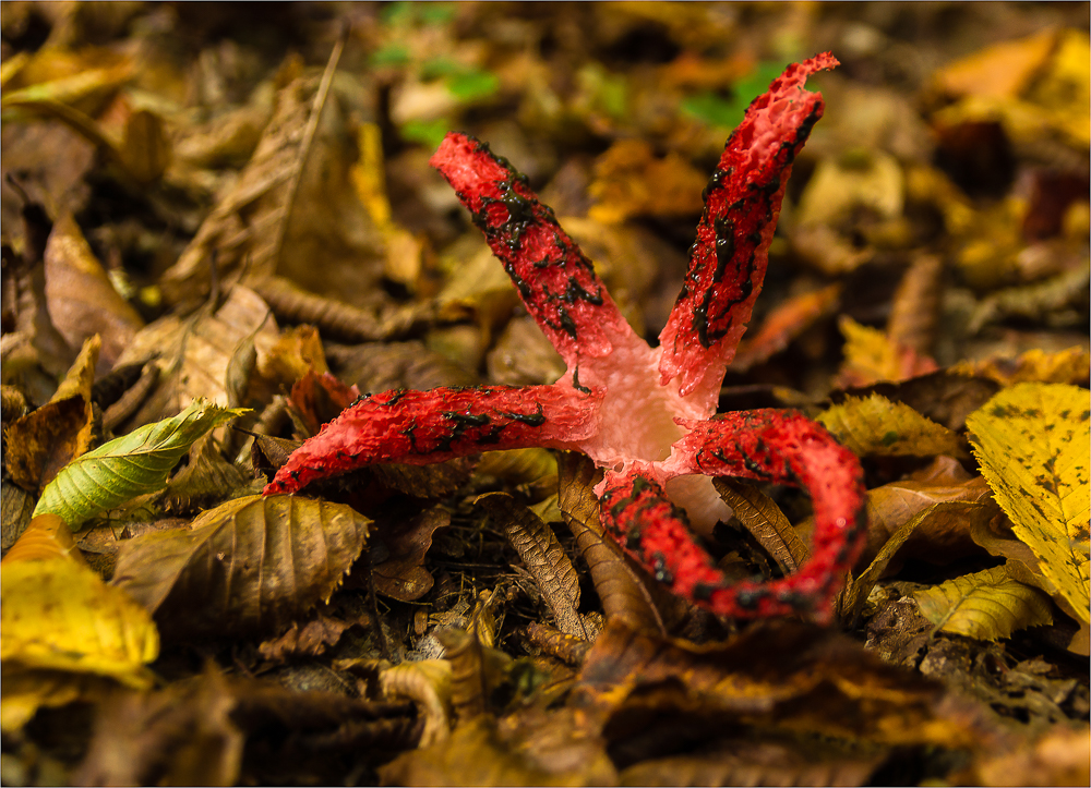 Tintenfischpilz (Clathrus archeri)