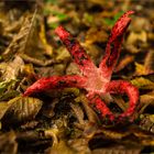 Tintenfischpilz (Clathrus archeri)