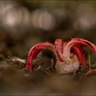 Tintenfischpilz (Clathrus archeri)