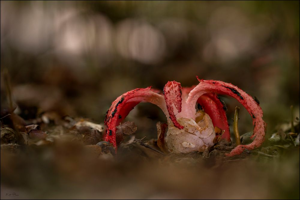 Tintenfischpilz (Clathrus archeri)