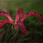 Tintenfischpilz (Clathrus archeri, syn. Anthurus archeri)