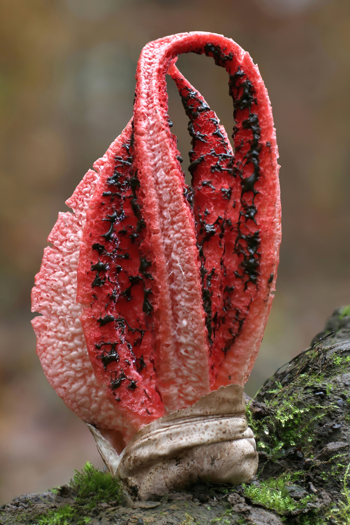 Tintenfischpilz (Clathrus archeri, Syn.: Anthurus archeri)