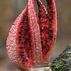 Tintenfischpilz (Clathrus archeri, Syn.: Anthurus archeri)