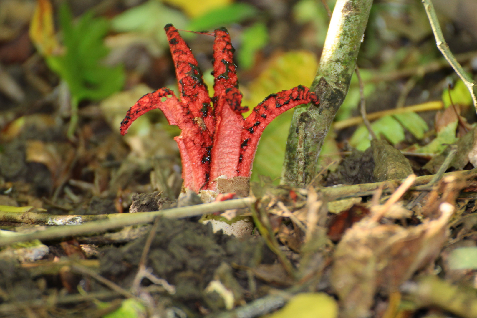 Tintenfischpilz (Clathrus archeri, syn. Anthurus archeri)