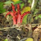 Tintenfischpilz (Clathrus archeri, syn. Anthurus archeri)