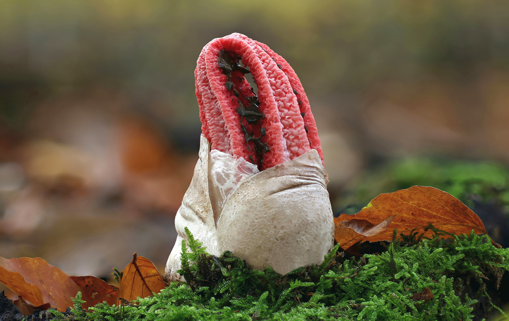 Tintenfischpilz (Clathrus archeri, Syn.: Anthurus archeri)