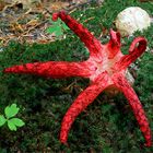 Tintenfischpilz (Clathrus archeri, syn. Anthurus archeri)