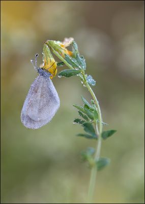 Tintenfleck-Weissling