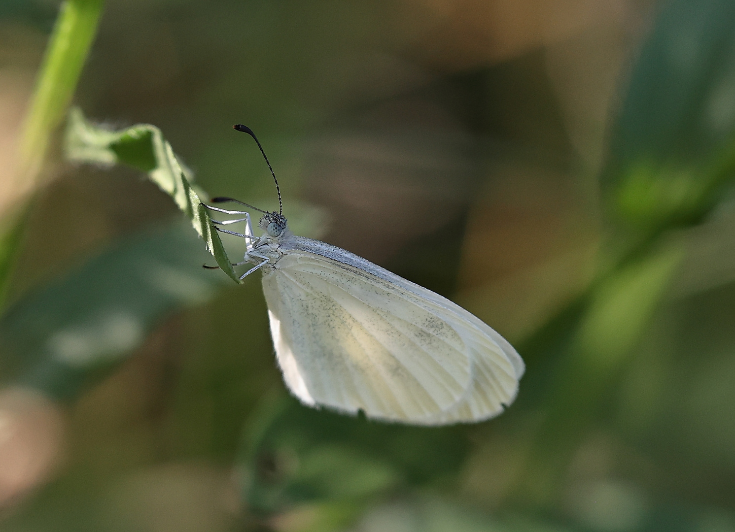 Tintenfleck Weissling Foto & Bild | spezial, makro, natur Bilder auf ...