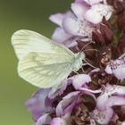 Tintenfleck Weißling auf Purpuralis