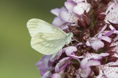 Tintenfleck Weißling auf Purpuralis