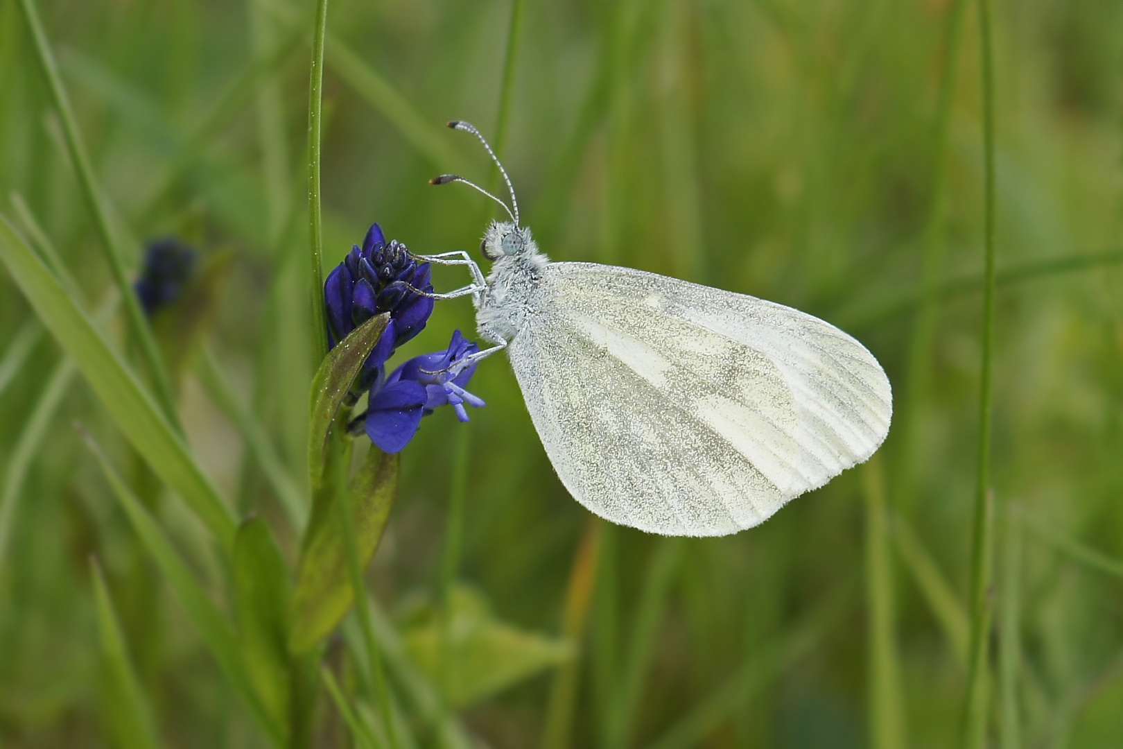 Tintenfleck-Weißling (Leptidea sinapis)