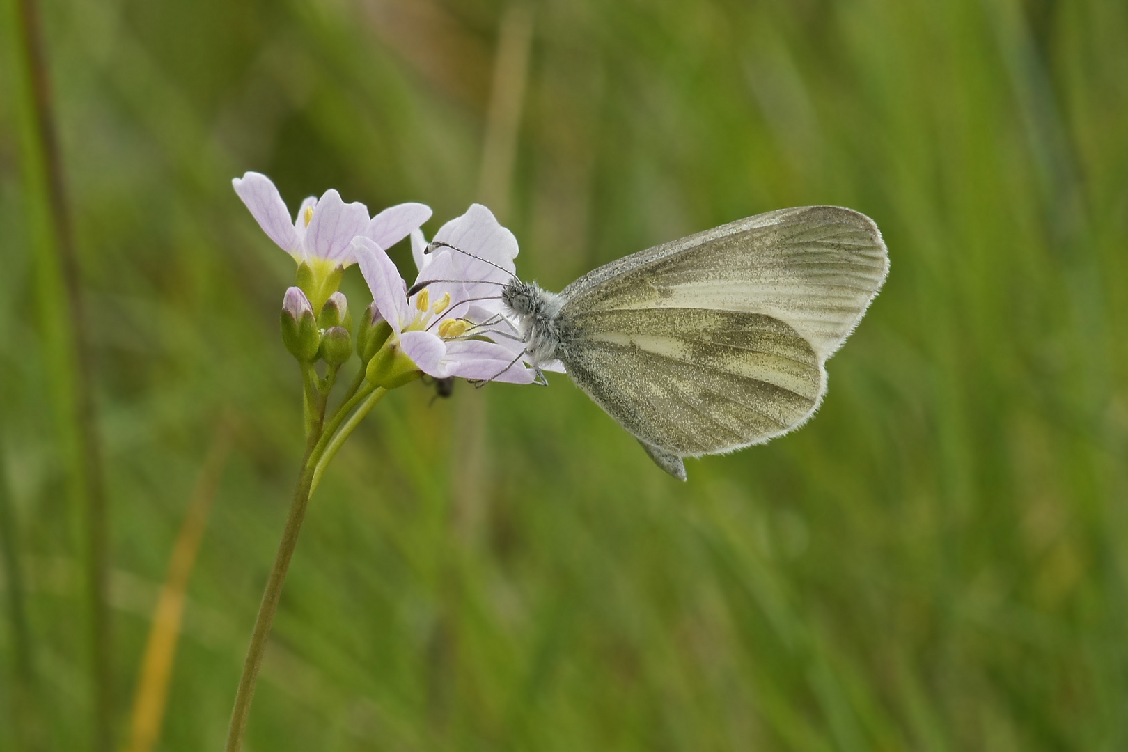 Tintenfleck-Weißling (Leptidea sinapis)