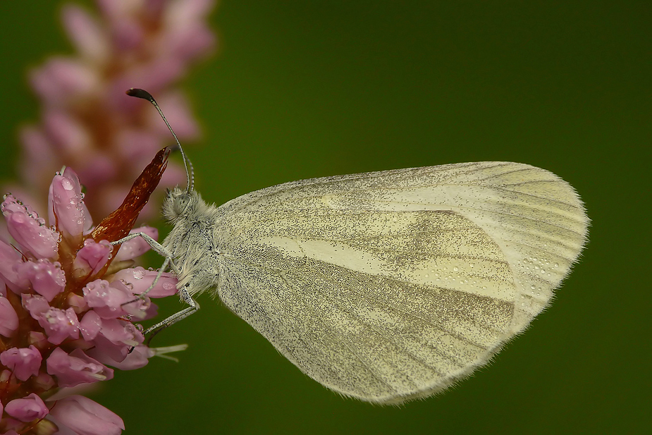 Tintenfleck-Weißling (Leptidea sinapis)