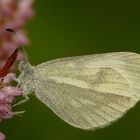 Tintenfleck-Weißling (Leptidea sinapis)