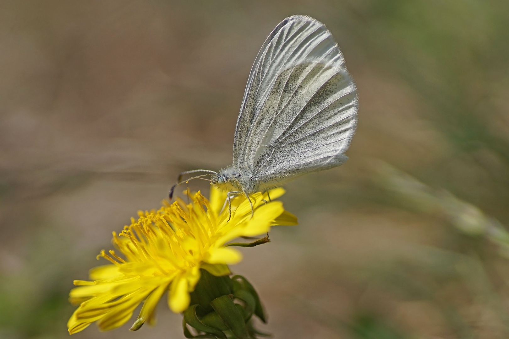 Tintenfleck-Weißling (Leptidea sinapis/juvernica)