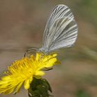 Tintenfleck-Weißling (Leptidea sinapis/juvernica)