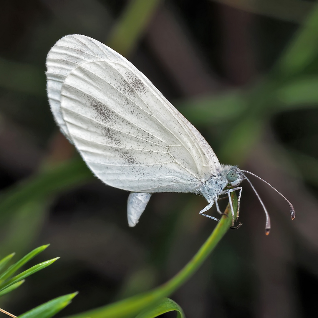 Tintenfleck-Weissling (Leptidea), Weibchen *