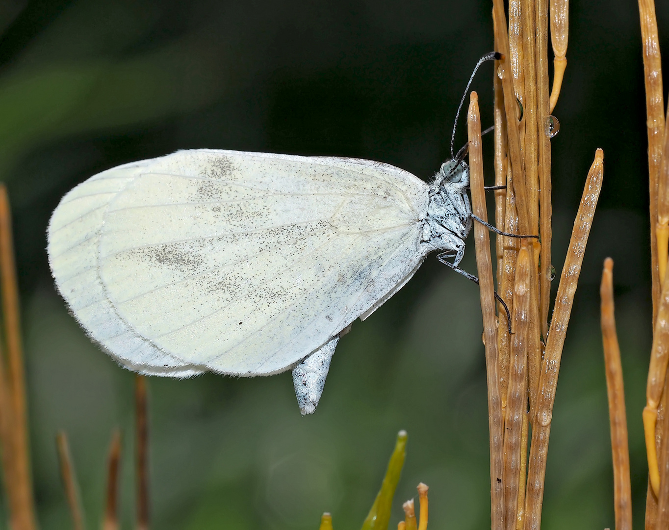 Tintenfleck-Weissling, Senfweissling (Leptidea sinapis) - Piéride de la moutarde.