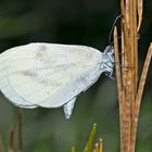 Tintenfleck-Weissling, Senfweissling (Leptidea sinapis) - Piéride de la moutarde.