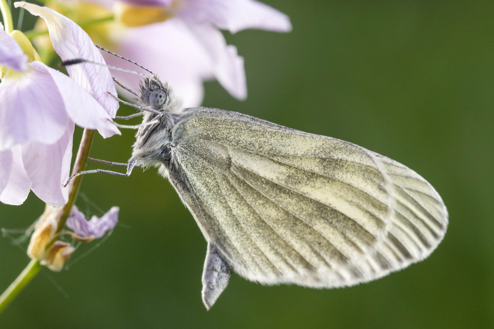 Tintenfleck-Weißling / Senfweißling (Leptidea sinapis/juvernica)