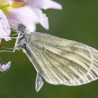 Tintenfleck-Weißling / Senfweißling (Leptidea sinapis/juvernica)