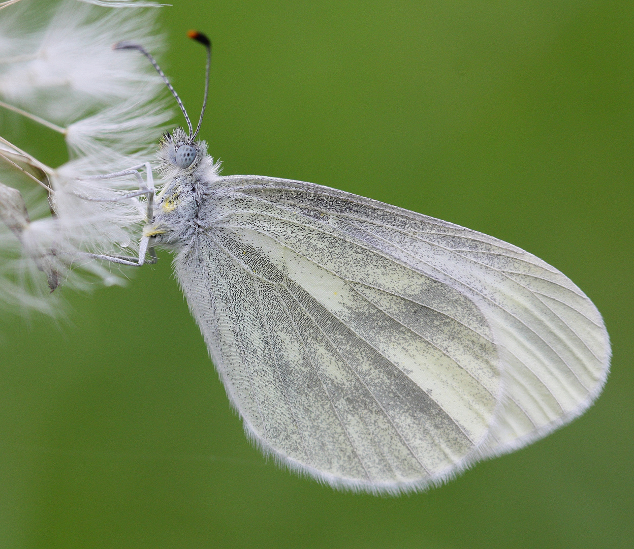 Tintenfleck-Weißlings (Leptidea sinapis)