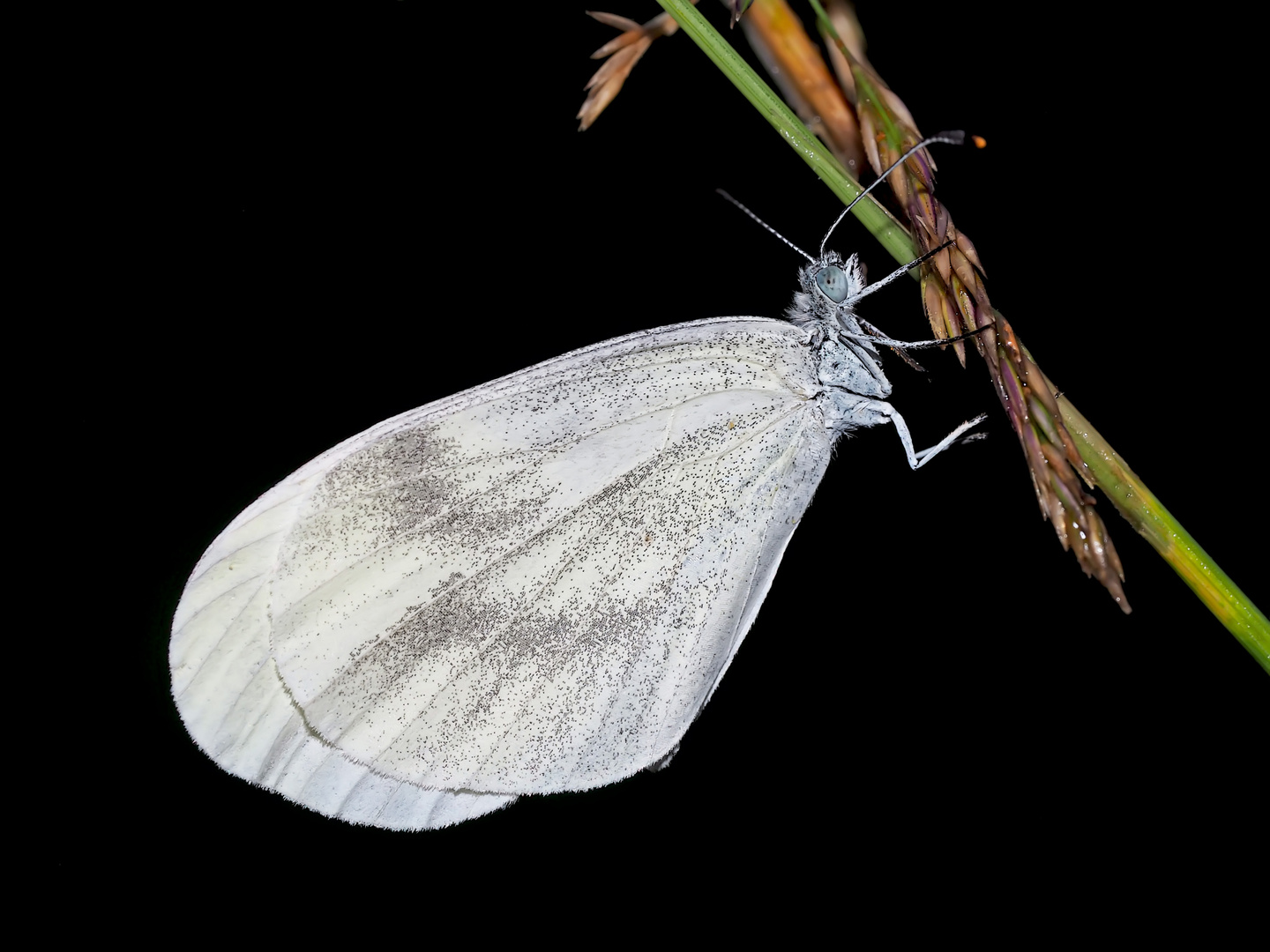 Tintenfleckweißling, Senfweissling (Artenkomplex Leptidea sinapis/juvernica)