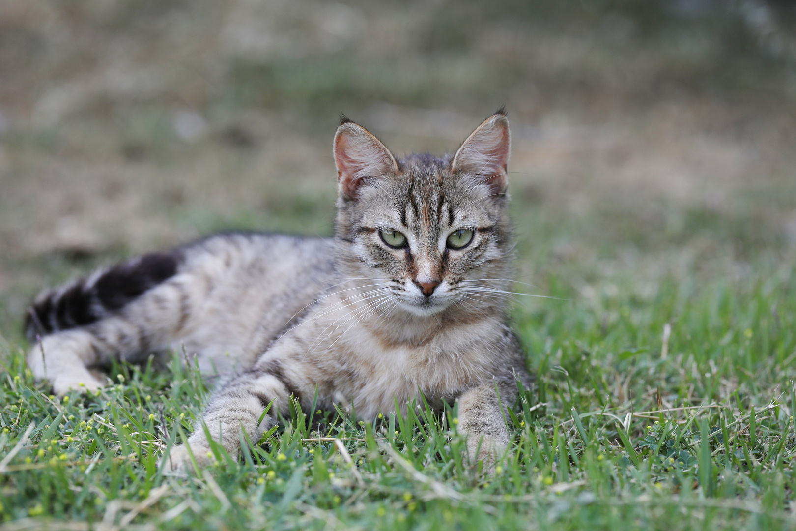 TinTin - Young turkish Cat