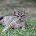 TinTin - Young turkish Cat