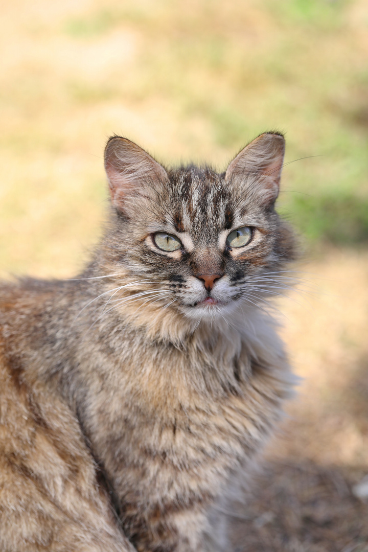 TinTins Mother - Cat Portrait