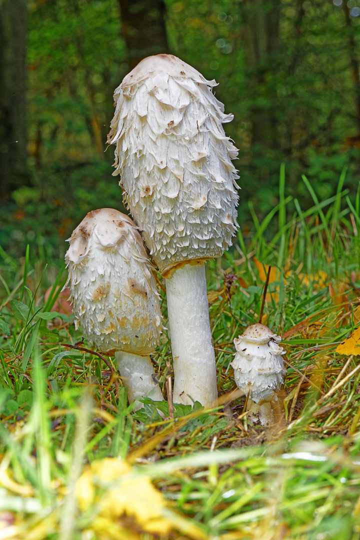 Tintlinge Foto & Bild natur, herbst, nahaufnahme Bilder auf