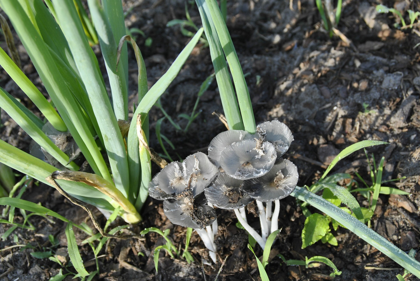 Tintlinge Im Garten Foto Bild Pflanzen Pilze Flechten