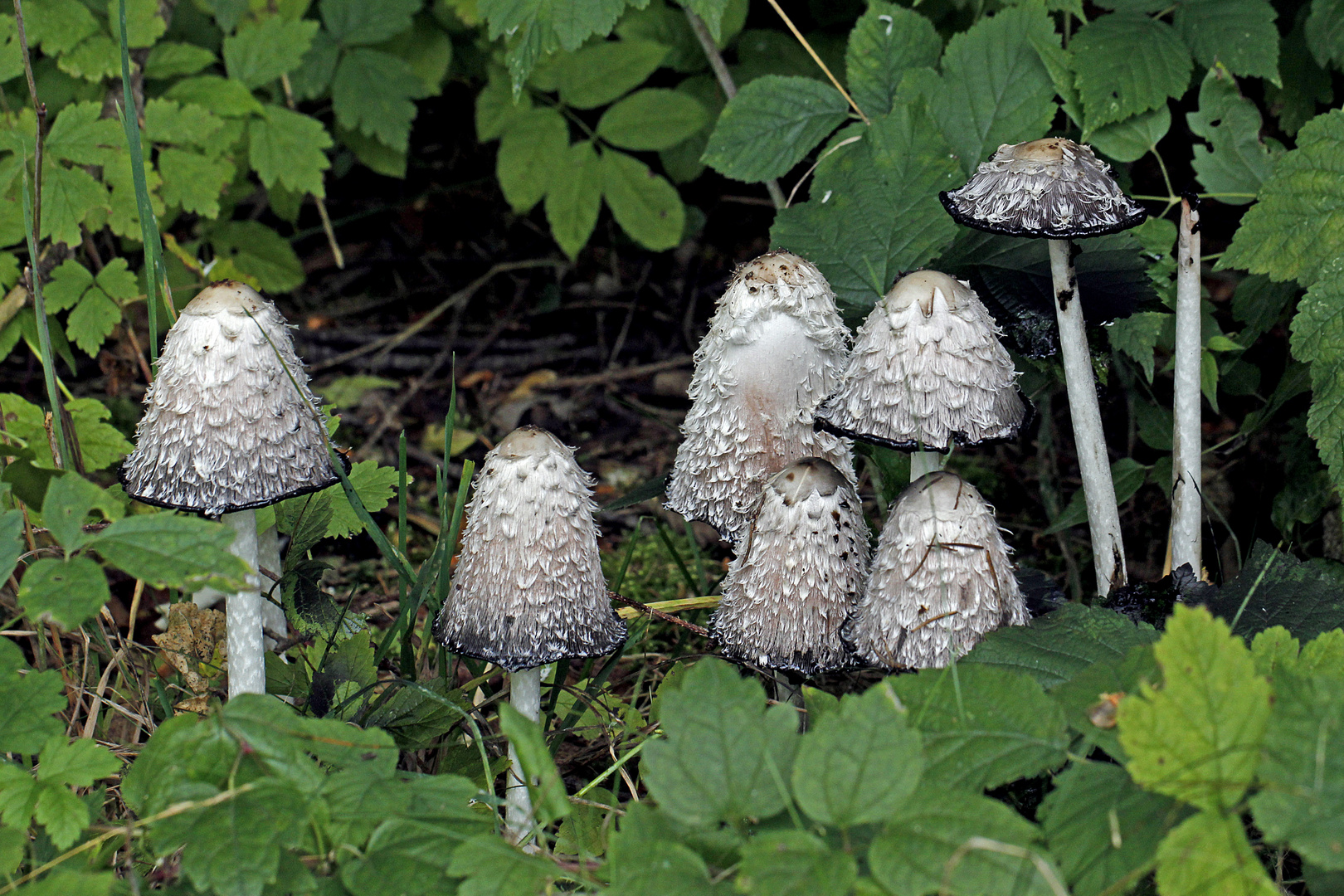 Tintlinge im schönsten Gewand