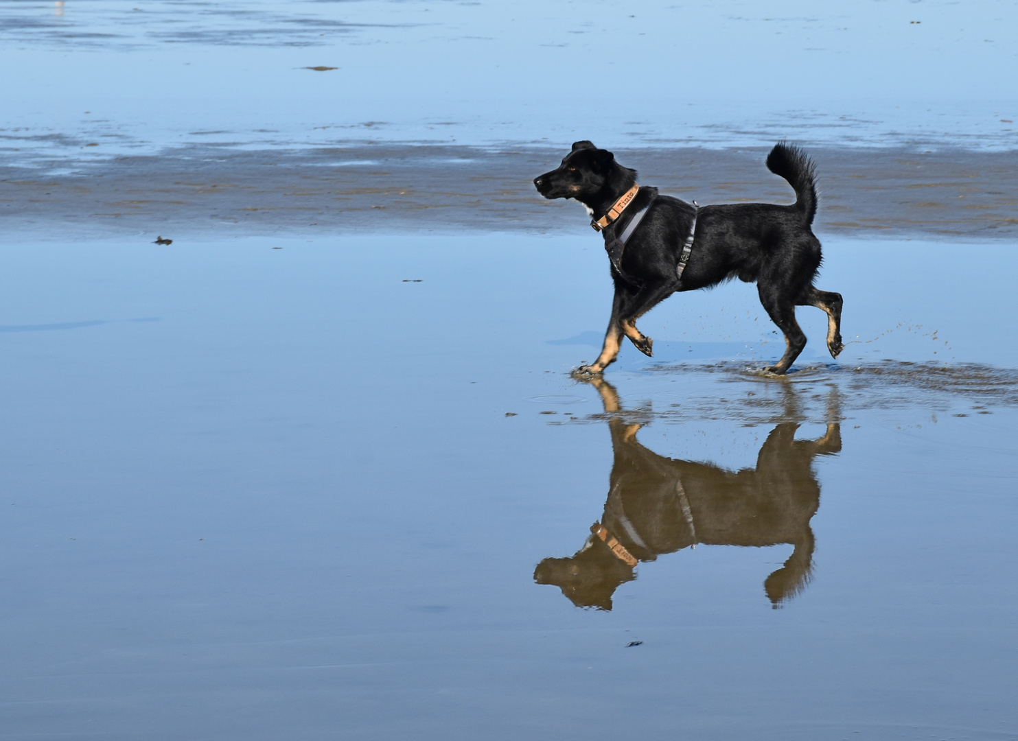 Tinto am Strand von SPO