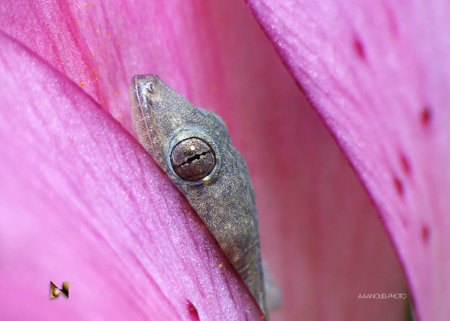 Tiny and cute baby Gecko (I)