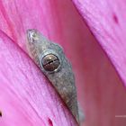 Tiny and cute baby Gecko (I)