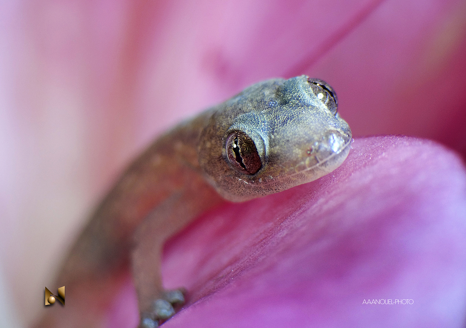 Tiny and cute baby Gecko (II)