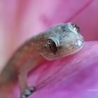 Tiny and cute baby Gecko (II)