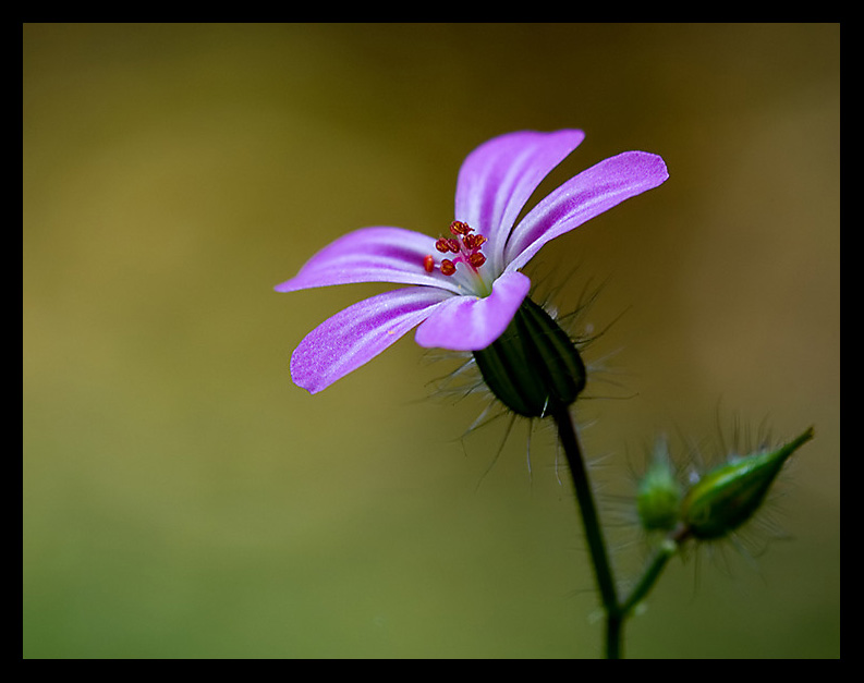 Tiny and purple...