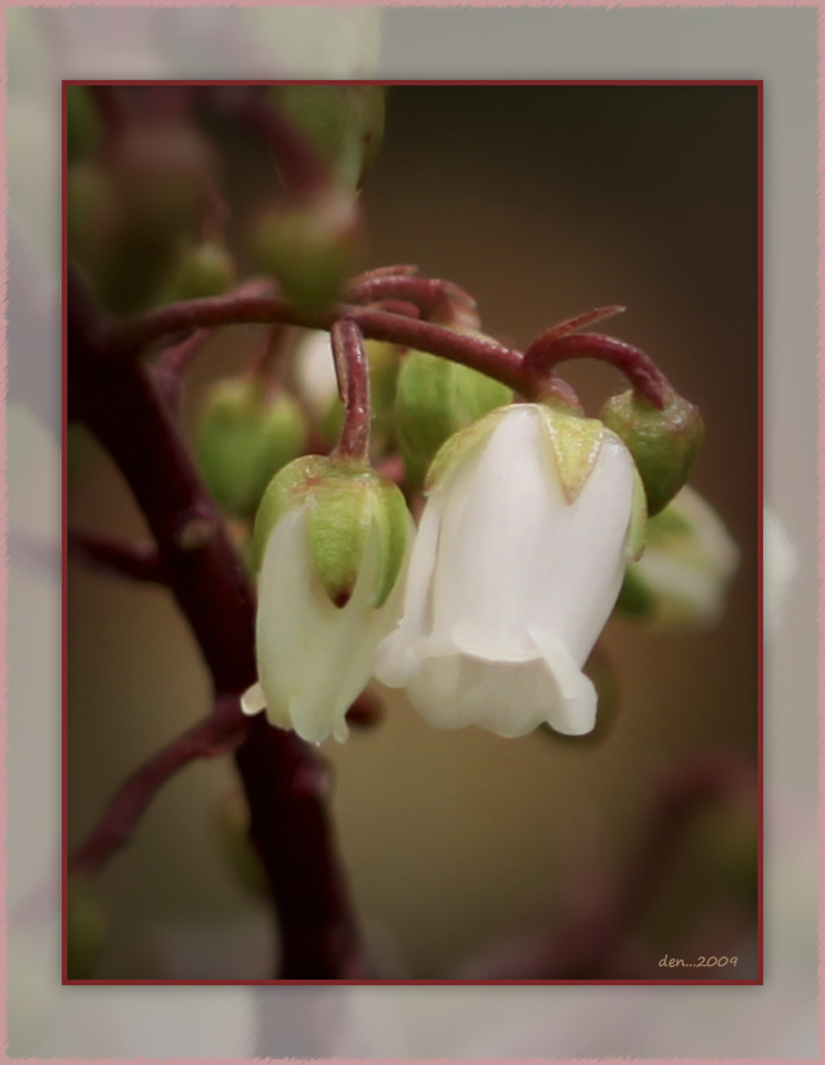 Tiny Bells.........