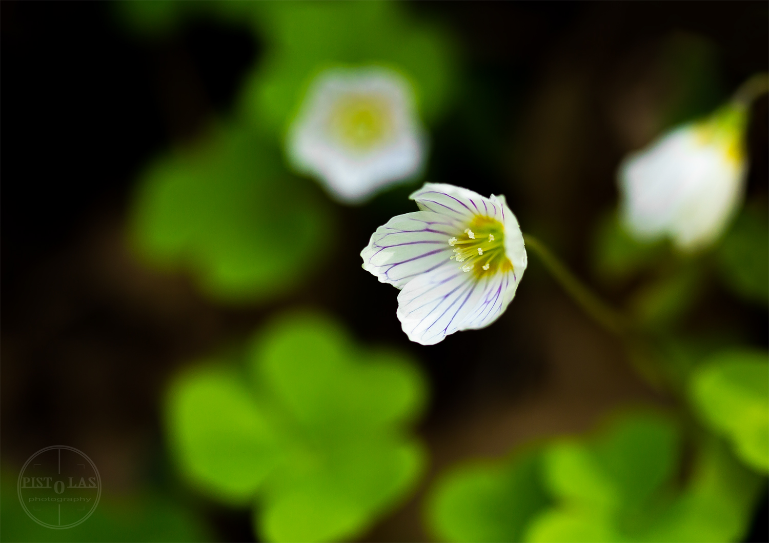 Tiny Blossom