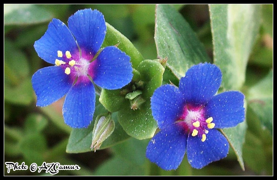 Tiny Blue Flowers