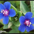 Tiny Blue Flowers