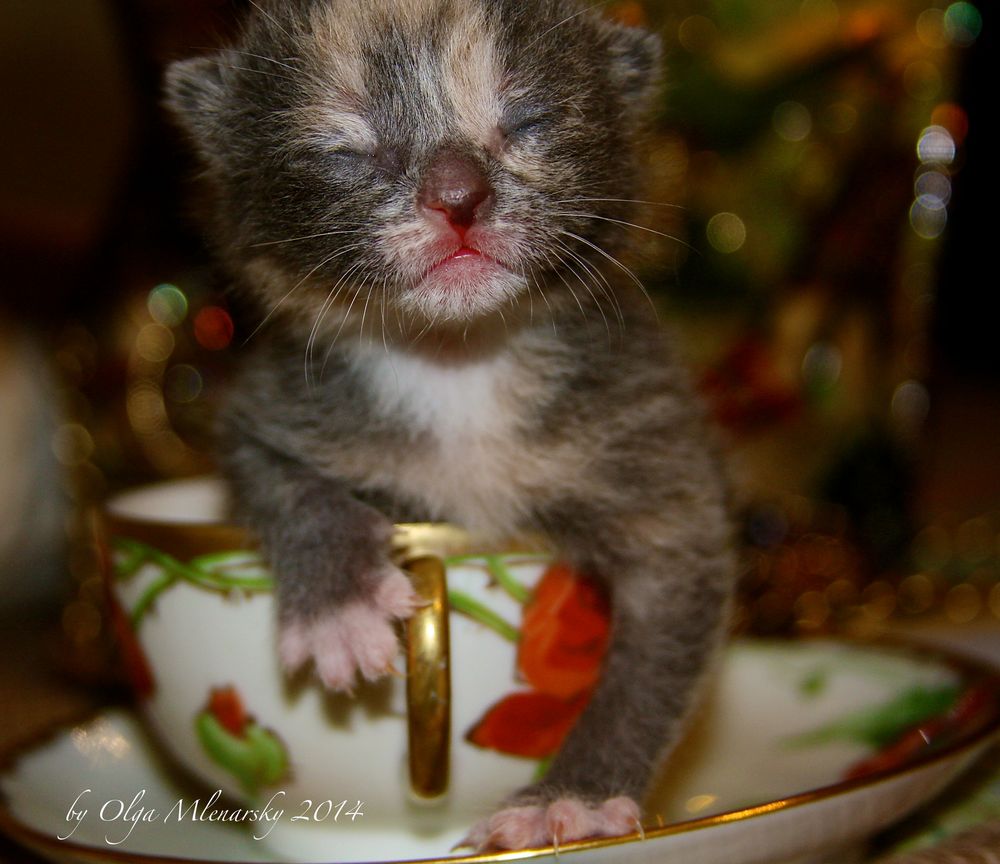 Tiny Calico Cat