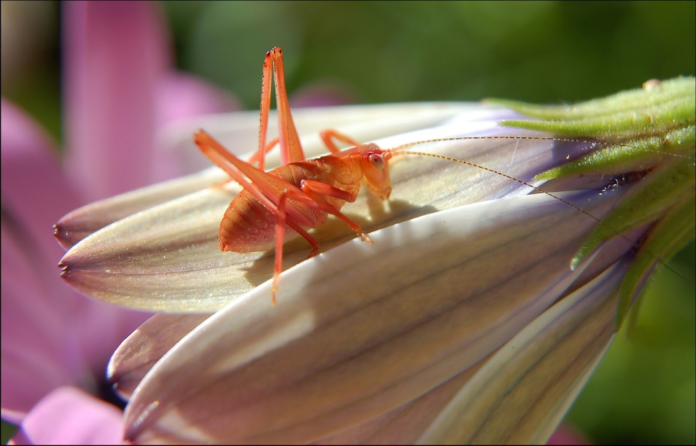 Tiny Cricket